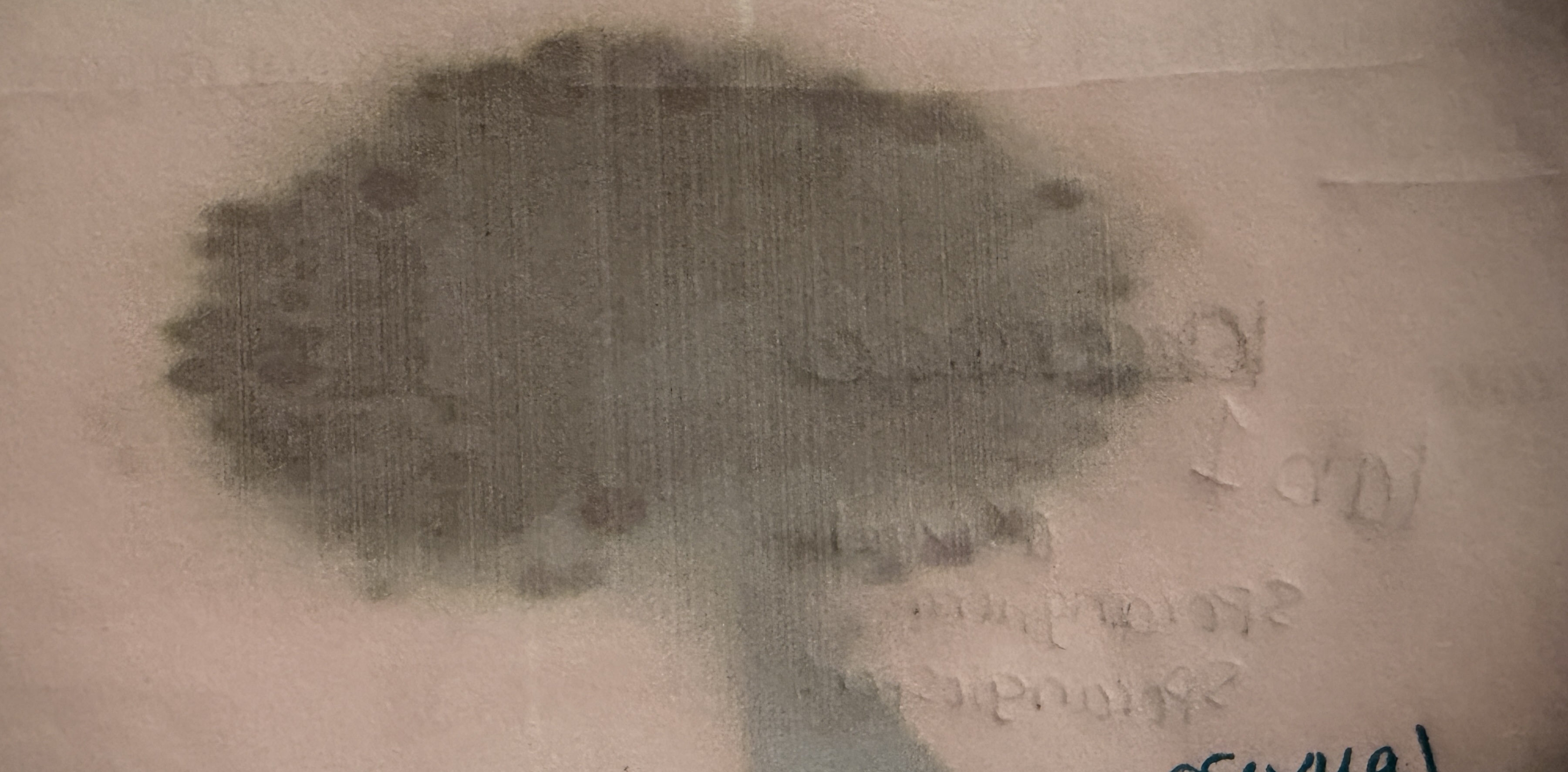 <p>Aspergillus Niger </p>