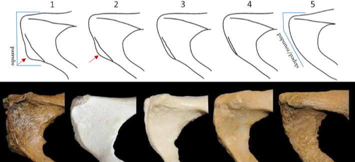 <p>the shape of the ventral surface of the pubis; Angular ventral arcs associated with females while</p><p>males have smooth articulations</p>