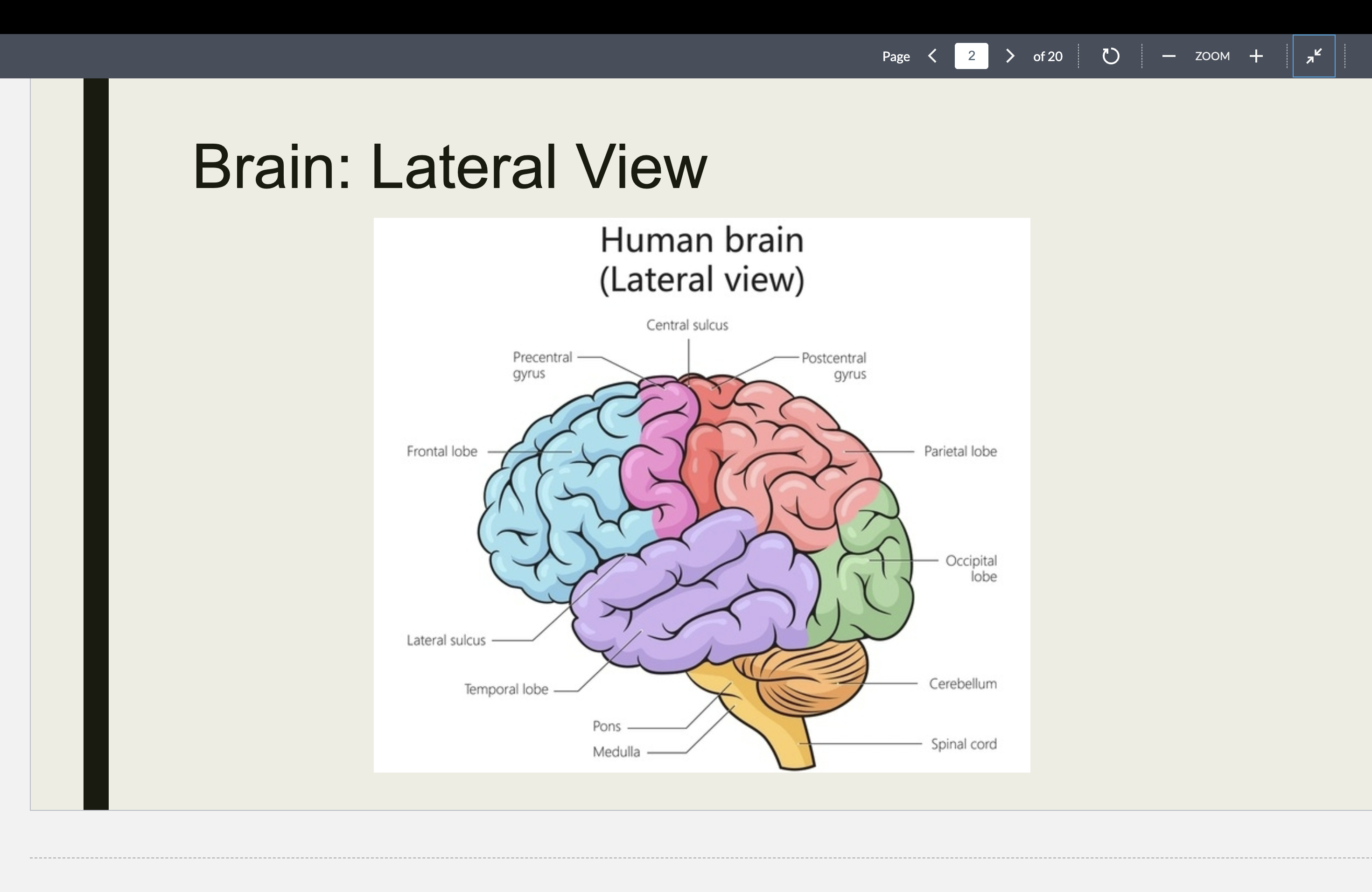 <p>LATERAL VIEW OF BRAIN</p>