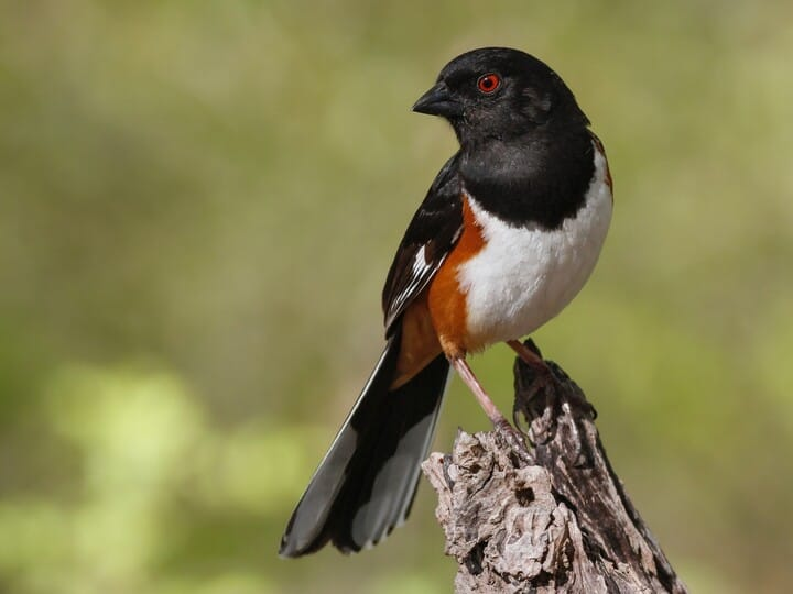 <p>eastern towhee</p><p>males black head/back <br>white belly <br>rufous flanks <br>white tipped retrices</p>