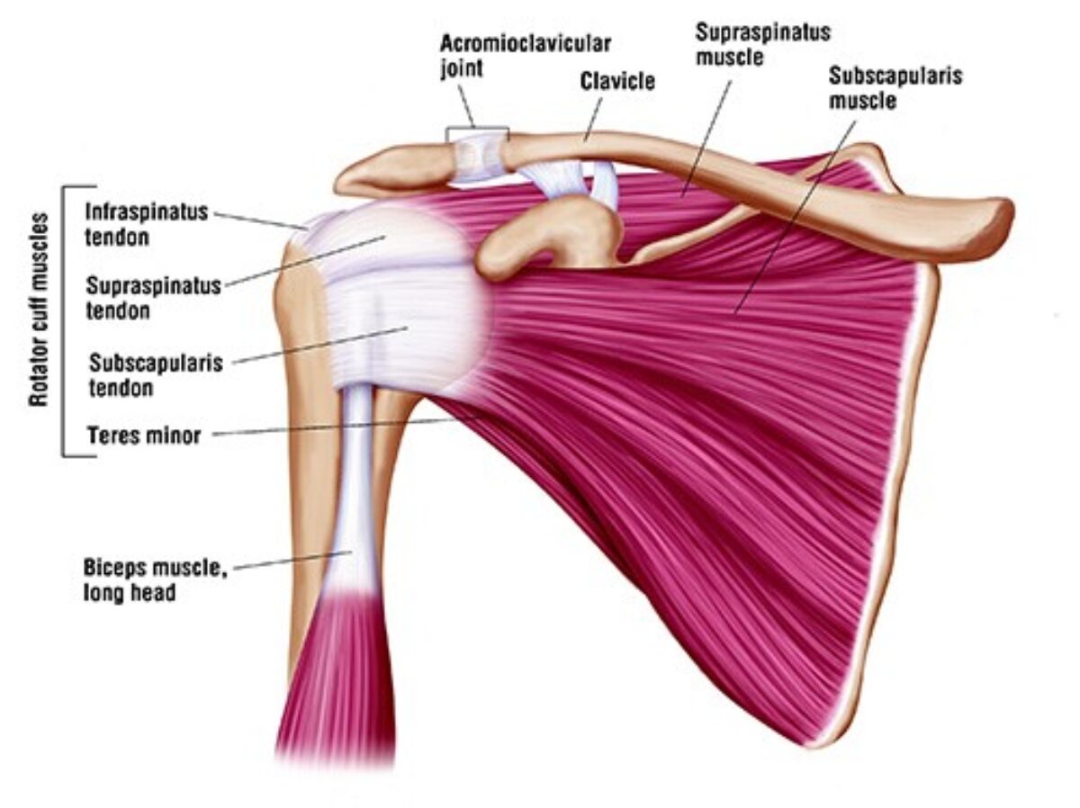 <p>rotator cuff muscles function + insertion </p>