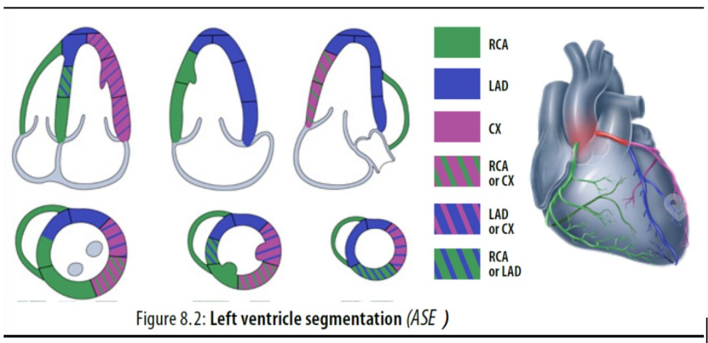 <p><strong><u>LAD</u></strong></p><p>Anterior wall</p><p>Anteroseptal wall</p><p>LV apex</p><p></p><p><strong><u>LCx</u></strong></p><p>Anterolateral (Lateral) wall</p><p>Inferolateral (posterior) wall</p><p></p><p><strong><u>RCA</u></strong></p><p>Inferior wall</p><p>Inferoseptal wall</p><p>RV apex</p><p>RV free wall</p>
