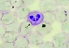 <p>What is this?</p>