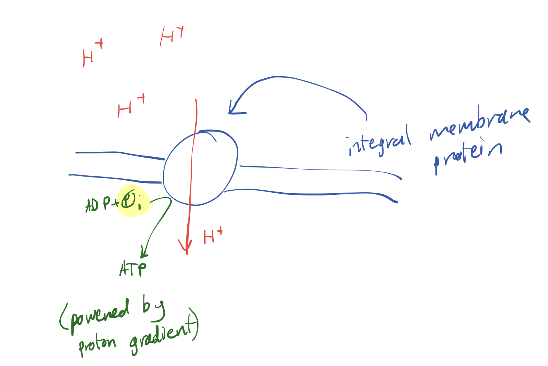 <p>Enzyme made from peripheral and integral membrane proteins that catalyze the synthesis of ATP from ADP and an inorganic phosphate, powered by a proton gradient</p>