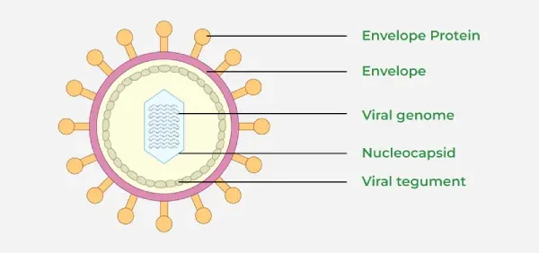 <p>Virus Structure</p>