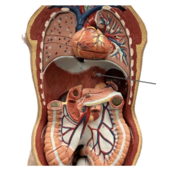 <p>esophagus</p>