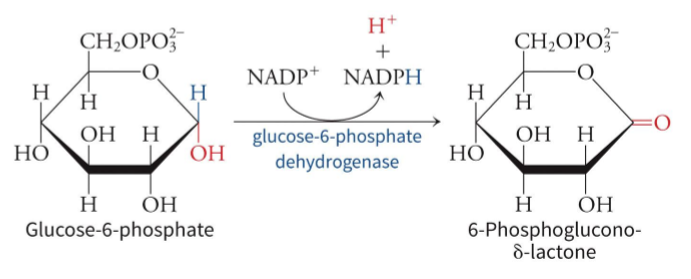 <p>glucose-6-phosphate dehydrogenase which is allosterically regulated </p>