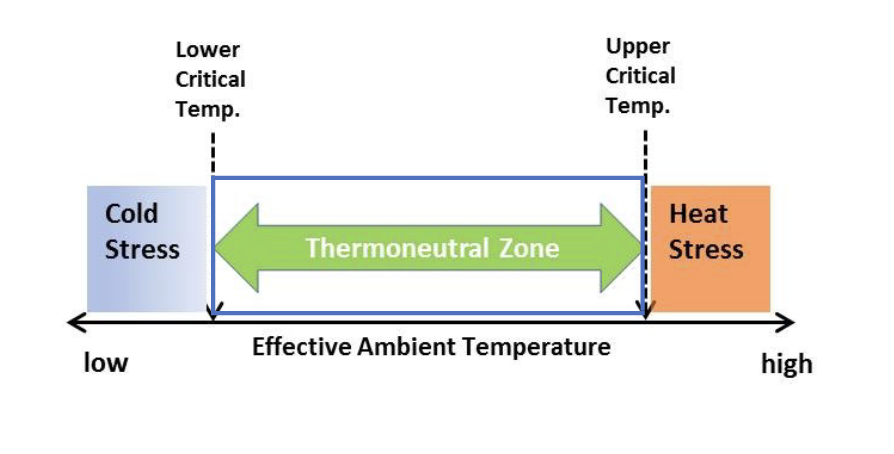 <p>environmental temperature range where endotherms do not need to warm/cool themselves</p>
