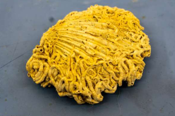 <p>Phylum &amp; name?</p>