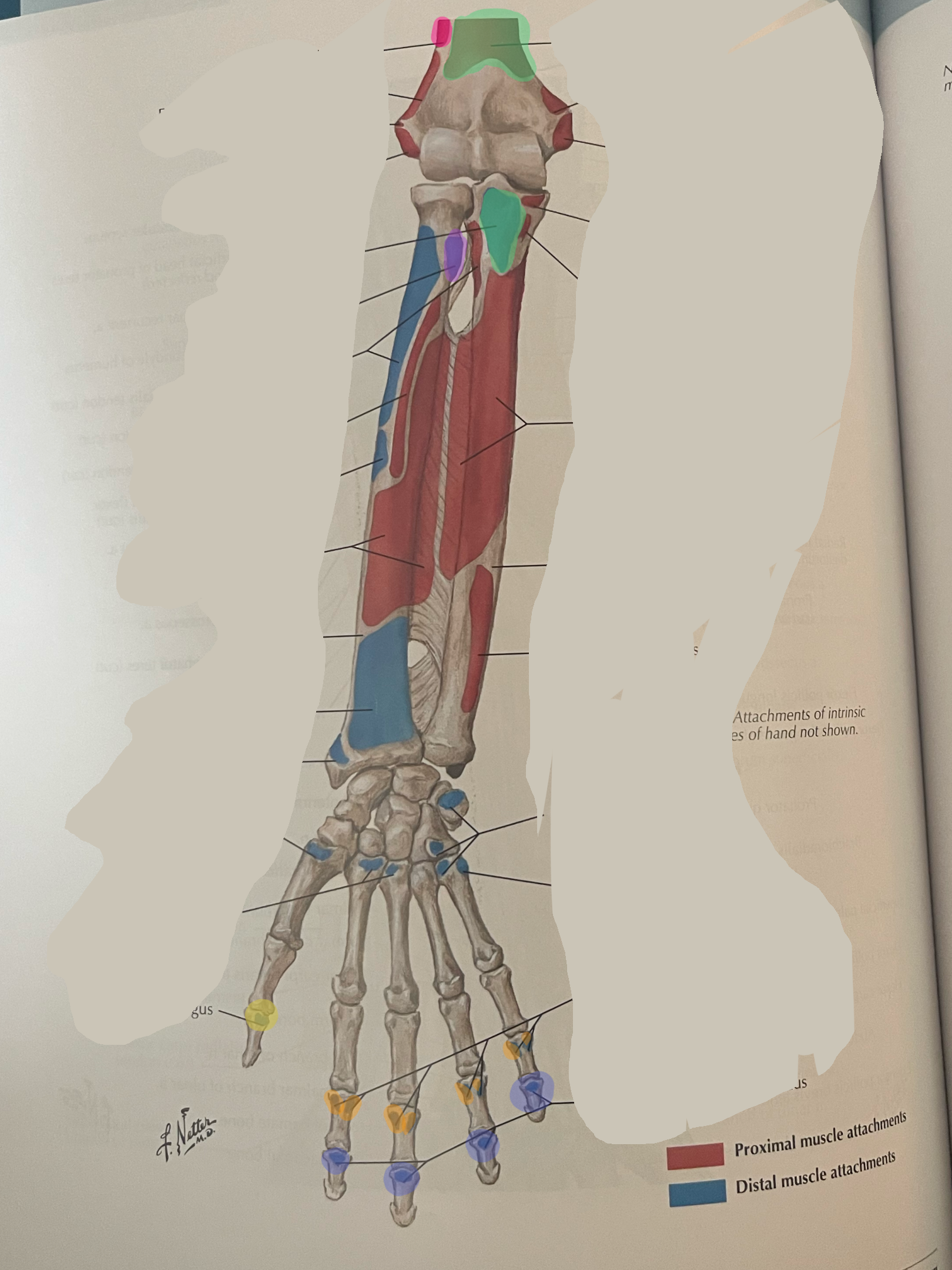 <p>What muscle inserts/origins here in green?</p>