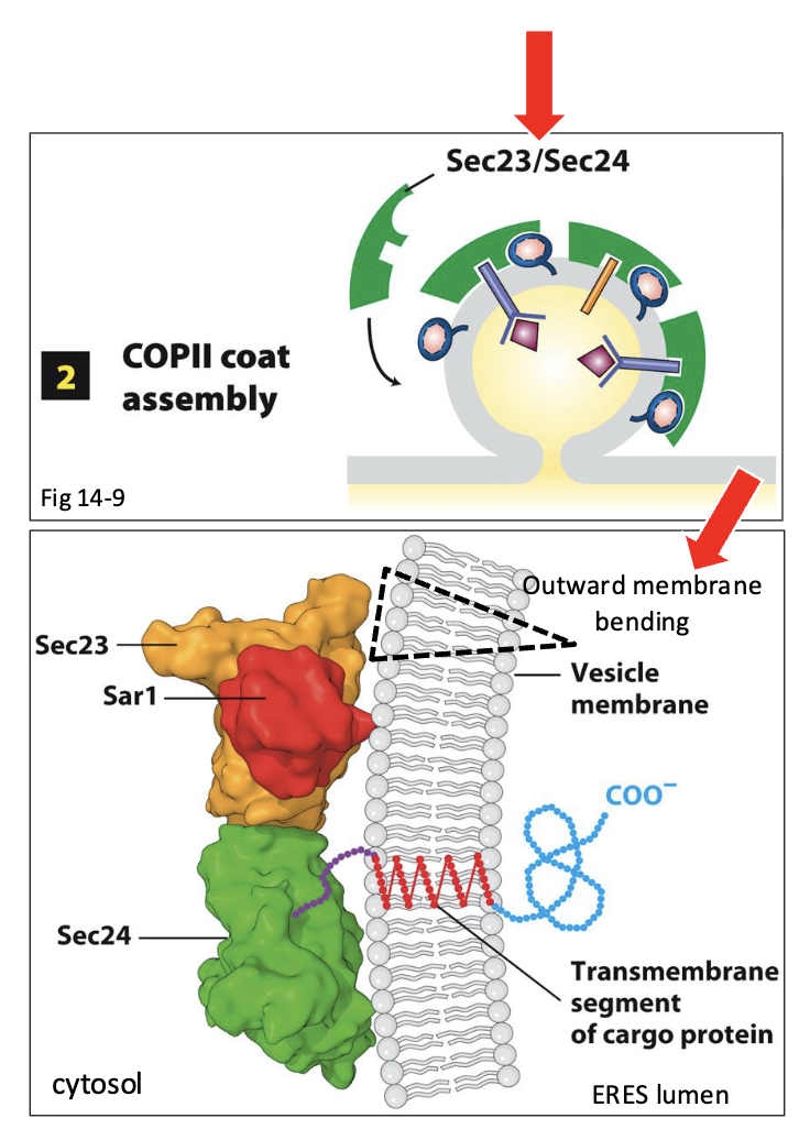 <ol><li><p>Sar1-GTP recruits several other COPII proteins from the cytosol to the ERES membrane surface</p></li><li><p>Sar1 initially recruits Sec23 and Sec24, soluble proteins that form ternary complex with Sar1 at the ERES membrane surface</p></li><li><p>Sec 23 binds to Sar1 but Sec24 is that mediator that gets material into vesicle</p></li><li><p>Sec23/24 act as structural scaffolding and promote the initial outward bending (towards cytosol) of the ERES membrane</p></li><li><p>This serves as the beginning of COPII vesicle ‘bud’ formation</p></li></ol><p></p>