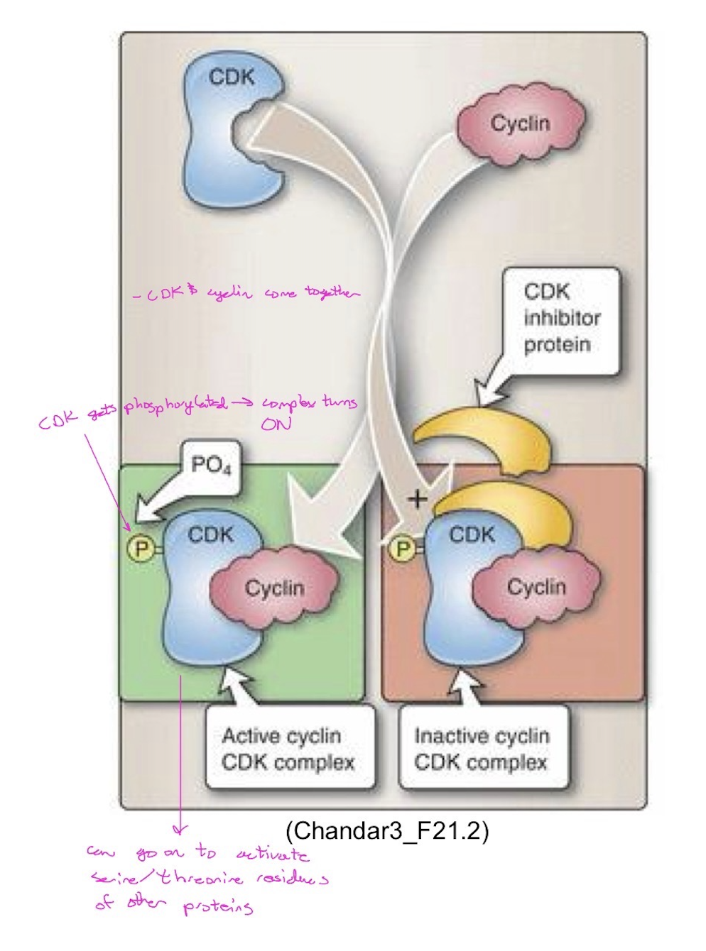 <p>a. Different cyclins are present during different phases of the cell cycle.</p><p>b. Each cyclin activates one or more specific CDK. When cyclins are paired with their appropriate CDK, the CDK becomes phosphorylated leading to activation of its kinase activity and the cell cycle is permitted to progress.</p><p>c. To control cell cycle progression, the amount and type of cyclins varies. <strong>Note:</strong> the CDK concentration in the cell does not change.</p><p>d. When a cyclin-CDK complex is formed, it activates the kinase activity of the CDK.</p><p>e. Each activated CDK phosphorylates and activates specific proteins, transcription factors for specific sets of genes, and cytoskeletal subunits – triggering the activities needed for phase specific functions.</p><p>f. When the set of activities of that phase are completed, the cyclin controlling that cell cycle phase is removed by ubiquitin–mediated proteasome degradation.</p><p>g. The cyclin that promotes activities for the next phase will take over.</p><p><strong>Note:</strong> cyclin A pairs with both CDK2 and CDK1 to regulate different portions of the cell cycle.</p>
