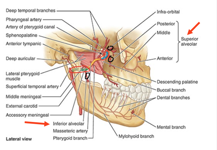 <ul><li><p>sup alveolar artery = supplies maxillary teeth</p></li><li><p>inf alveolar artery = supplies mandibular teeth</p></li><li><p>branches of maxillary artery</p></li></ul><p></p>
