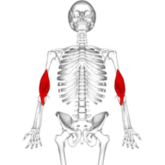 <p>brachialis location</p>