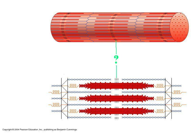 <p>Identify the indicated region of the sarcomere</p>