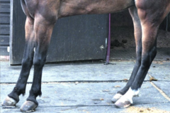 <p>What is this altered posture and why?</p>