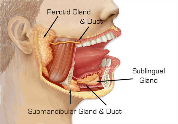 <p>The three Salivary Glands are:</p>
