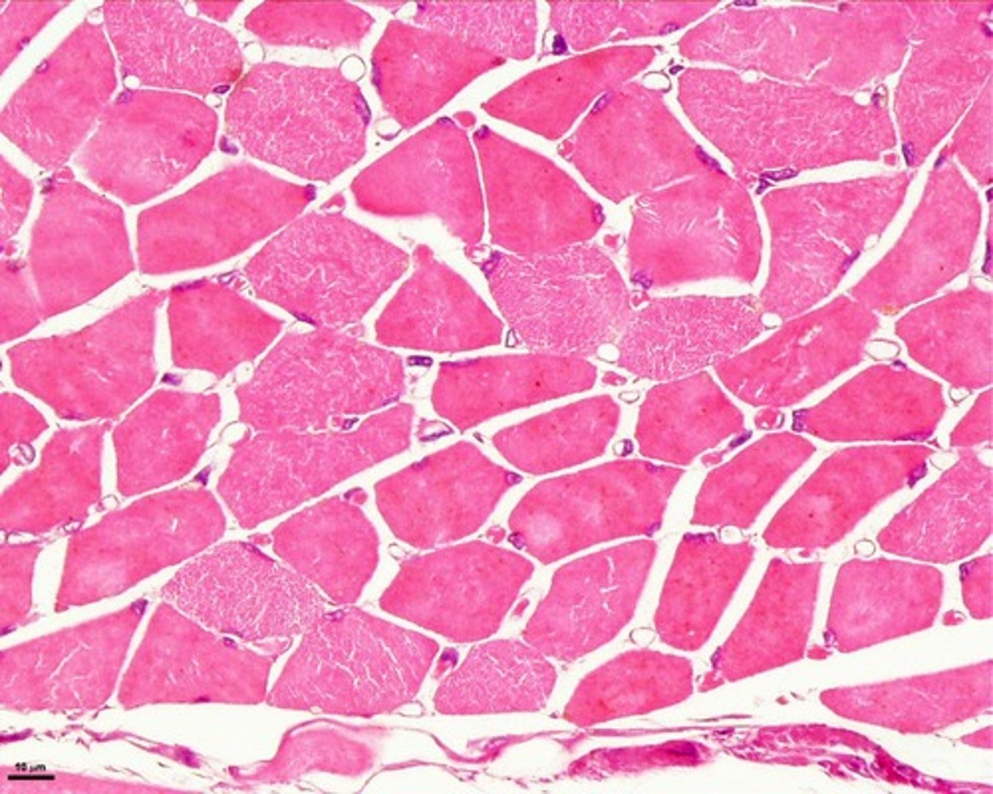 <p>Long cylindrical fiber, striated, many peripherally located nuclei</p>