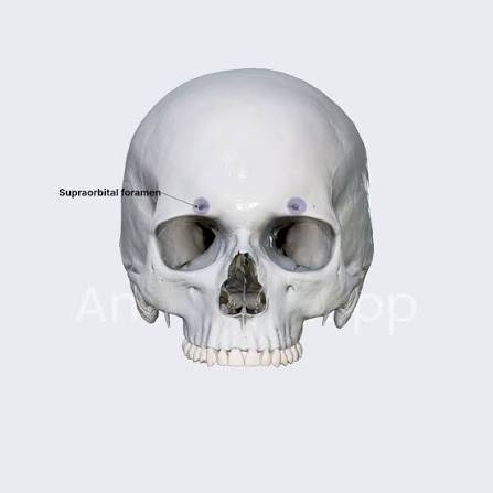 <p>two on the frontal bone </p>