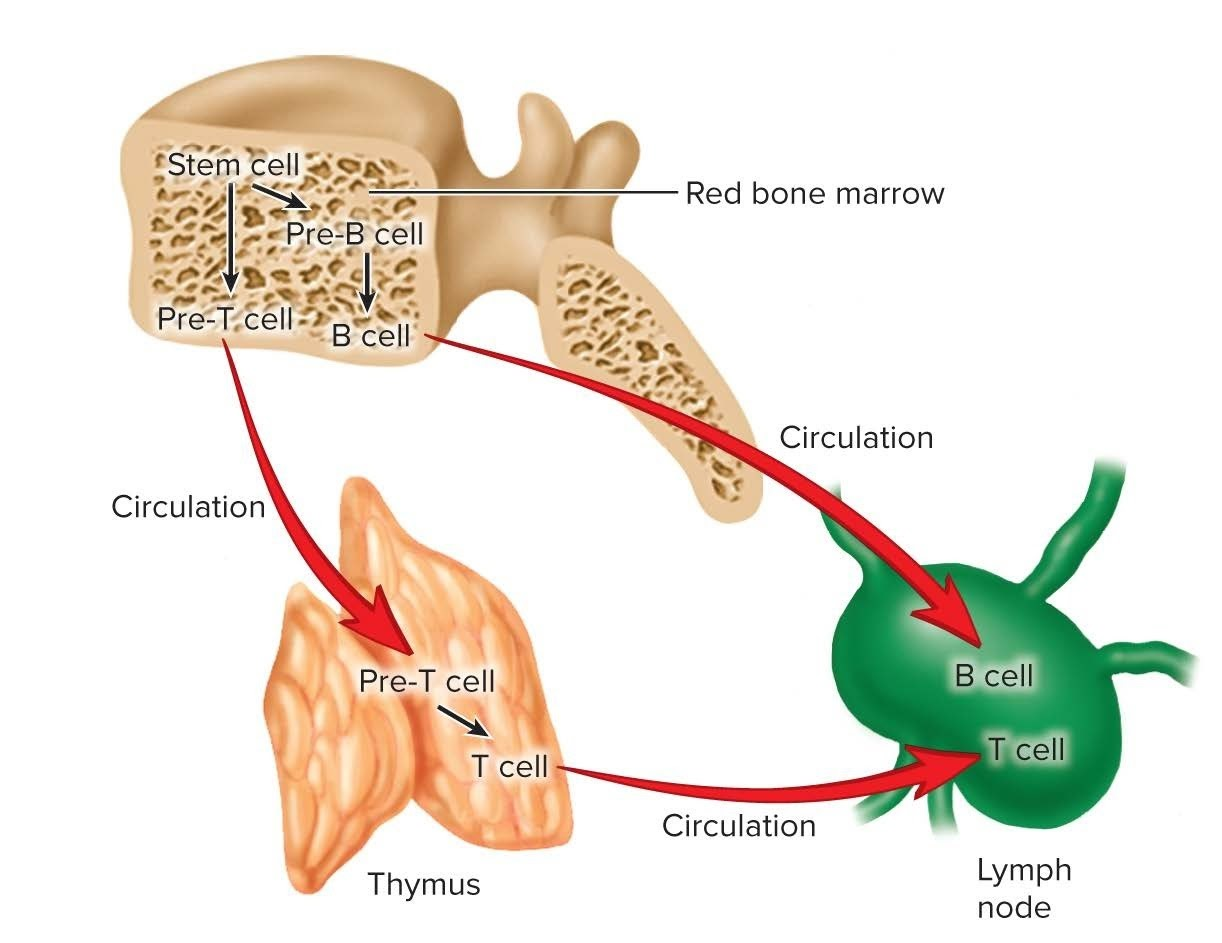 <p>T/F: There are more efferent vessels than afferent vessels in a lymph node</p>