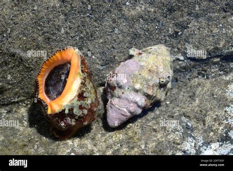 <p>Stramonita haemastoma </p>