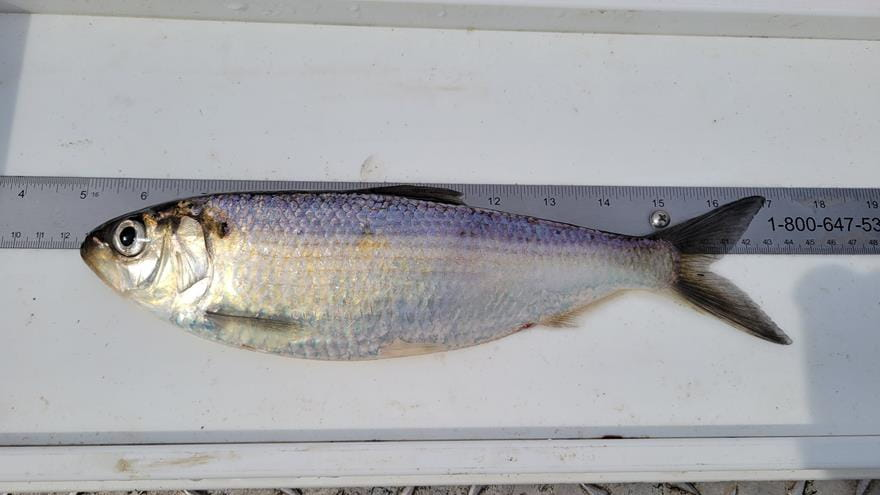 <p><span style="background-color: transparent;">herring (darker stomach lining INSIDE BODY compared to alewife); Darker blue on top</span></p>