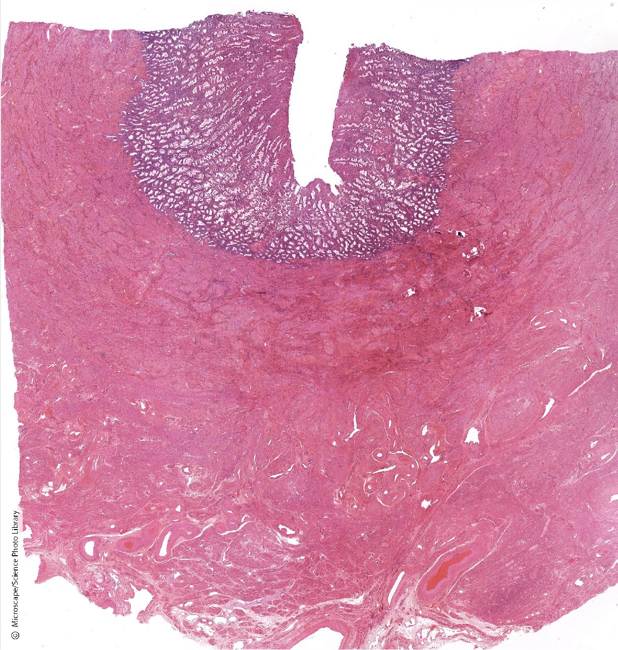 <p>Identify the Histology</p>