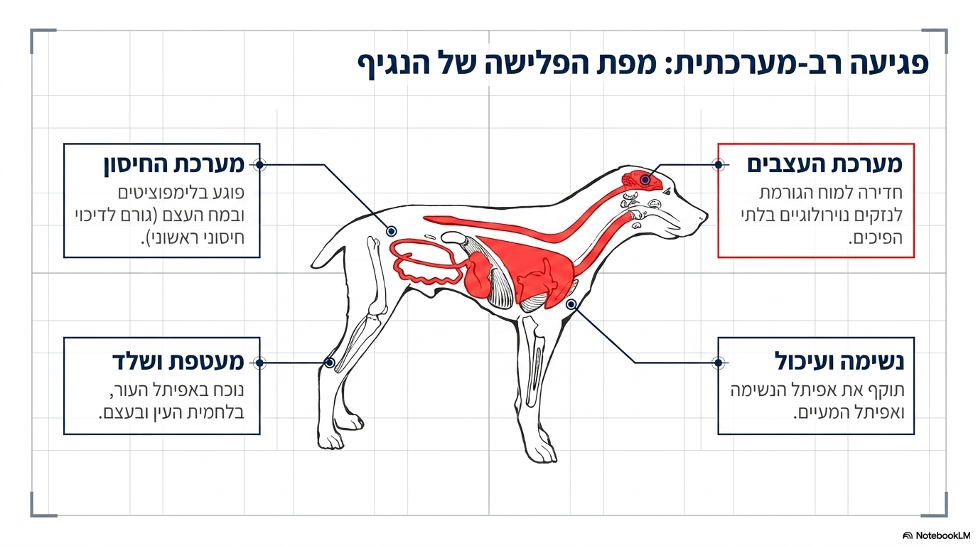 <ul><li><p>כפי שמוצג בצורה ברורה בדיאגרמה האנטומית (איור 2, שבה מסומנות באדום מערכות הנשימה, העיכול והמוח), הווירוס תוקף איברים ומערכות רבים במקביל בגוף.</p></li><li><p><strong>הרקמות והתאים שבהם נמצא הווירוס:</strong></p><ol><li><p><strong>מערכת החיסון והדם:</strong> לימפוציטים ומח עצם.</p></li><li><p><strong>תאי אפיתל:</strong> אפיתל נשימה (קנה נשימה וריאות), אפיתל מעיים (רירית המעיים) ואפיתל עור.</p></li><li><p><strong>עיניים וריריות:</strong> לחמית העין.</p></li><li><p><strong>מערכת העצבים והשלד:</strong> מוח ועצמות</p></li></ol></li></ul><p></p>