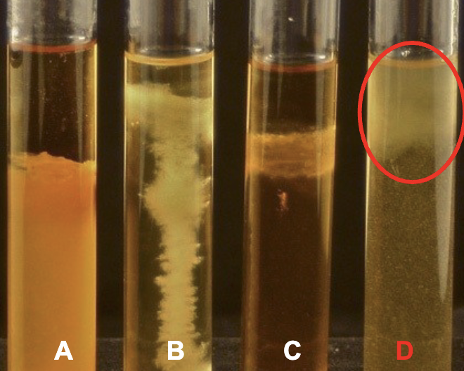 <p>Tube D</p>