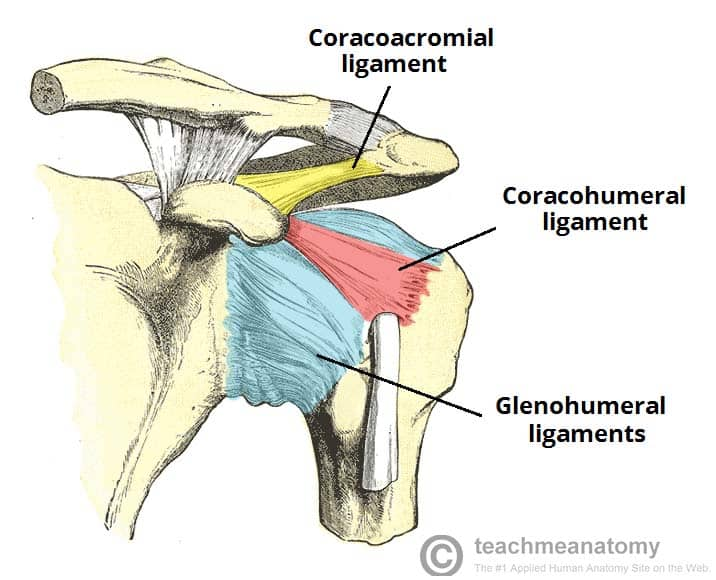 <p>Attachments</p><ul><li><p><span style="background-color: transparent; font-family: "Times New Roman", serif;">Coracoid process -> anatomical neck of humerus</span></p></li></ul><p>Features</p><ul><li><p><span style="background-color: transparent; font-family: "Times New Roman", serif;">Blends with capsule and transverse humeral lig, stronger than GH ligaments</span></p></li></ul><p>Functions</p><ul><li><p><span style="background-color: transparent; font-family: "Times New Roman", serif;">Provides superior and anterior stability</span></p></li></ul><p></p>