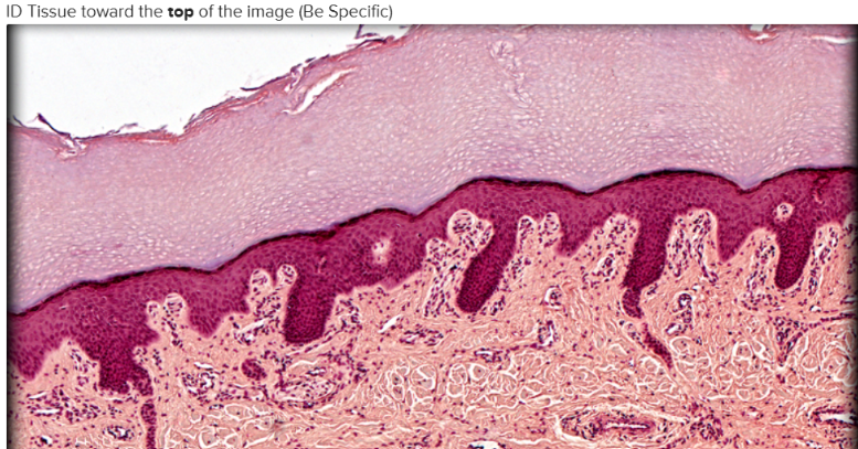 <p>ID Tissue (be specific)</p>