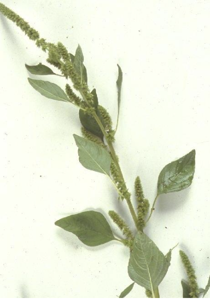 <p><strong>Plant family:</strong> Amaranthaceae<br><strong>Life cycle:</strong> Summer annual<br><strong>Key persistence / spread:</strong> Seed<br><strong>Farming systems:</strong> Arable cropping, warm regions</p><p><strong> How to identify</strong></p><p>It is a robust, upright summer annual that thrives in warm, fertile soils. Growth is rapid once established, and plants can become dominant late in the season.</p><p>Stems are thick and fleshy and often display a distinct red or pink coloration, especially near the base. Leaves are oval to lance‑shaped, smooth, and carried on long petioles, giving the plant a heavy appearance.</p><p>Flowering structures are dense and coarse, forming prickly clusters at stem tips and in leaf axils. These clusters later produce large quantities of seed.</p><p>Early seedlings can be identified by the small notch present on the tip of the first true leaves.</p>
