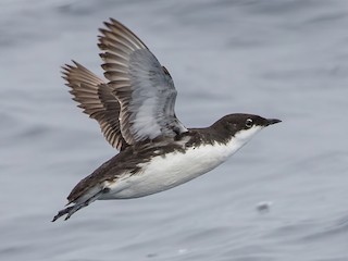 <p>Black line ends below eye + White underwings</p>