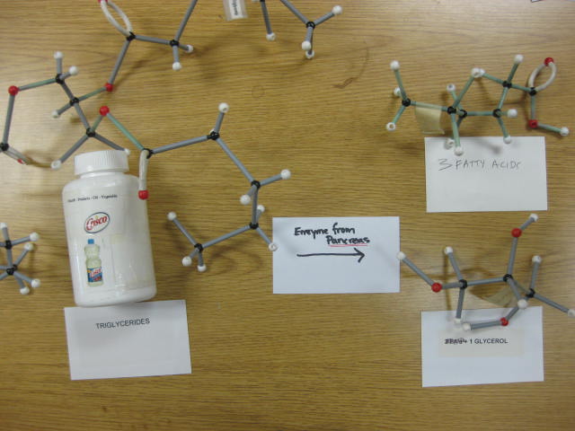 <p>Identify? </p><p>Lab Image 8-5</p>
