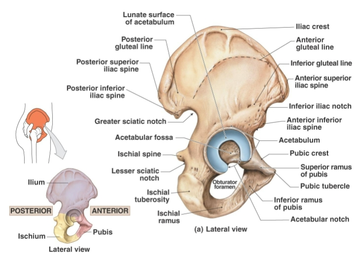 <ol><li><p><strong>Iliac crest: </strong>Thickened <strong>superior margin</strong> of the ilium serving as a <strong>muscle attachment site</strong></p></li><li><p><strong>Posterior superior</strong> iliac spine: <strong>Posterior superior projection</strong> of the ilium</p></li><li><p><strong>Anterior superior</strong> iliac spine: Prominent (anatomical landmark) <strong>anterior superior</strong> projection that can be <strong>felt at the hip</strong></p></li><li><p><strong>Posterior inferior</strong> iliac spine: <strong>Posterior inferior projection</strong> of the ilium</p></li><li><p><strong>Anterior inferior </strong>iliac spine: <strong>Anterior inferior projection</strong> of the ilium</p></li><li><p><strong>Acetabulum: Deep lateral socket </strong>formed by the ilium ischium and pubis that <strong>articulates with </strong>the<strong> femoral head </strong>Forming the HIP JOINT</p></li><li><p><strong>Greater sciatic notch: Deep posterior indentation</strong> through which the<strong> sciatic nerve passes</strong></p></li><li><p><strong>Iliac fossa </strong>(anteromedial)<strong>: Concave internal surface</strong> of the iliac ala</p></li><li><p><strong>Auricular surface </strong>(posteromedial)<strong>: Roughened posteromedial surface</strong> of the ilium that <strong>articulates</strong> <strong>with </strong>the <strong>sacrum</strong></p></li><li><p><strong>Sacroiliac joint</strong>: <strong>Joint between</strong> the auricular surface of the ilium and the sacrum</p></li><li><p><strong>Arcuate line </strong>(medial)<strong>: Medial line </strong>helping <strong>define the superior boundary </strong>of the <strong>true pelvis</strong></p></li></ol><p></p>