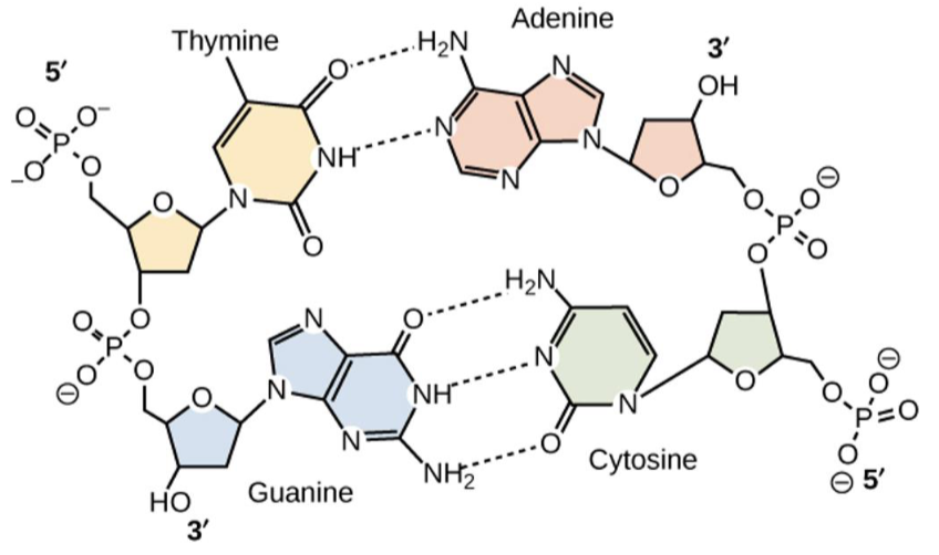 <ul><li><p>A and T form 2 hydrogen bonds</p></li><li><p>C and G form 3 hydrogen bonds</p></li></ul><p></p>