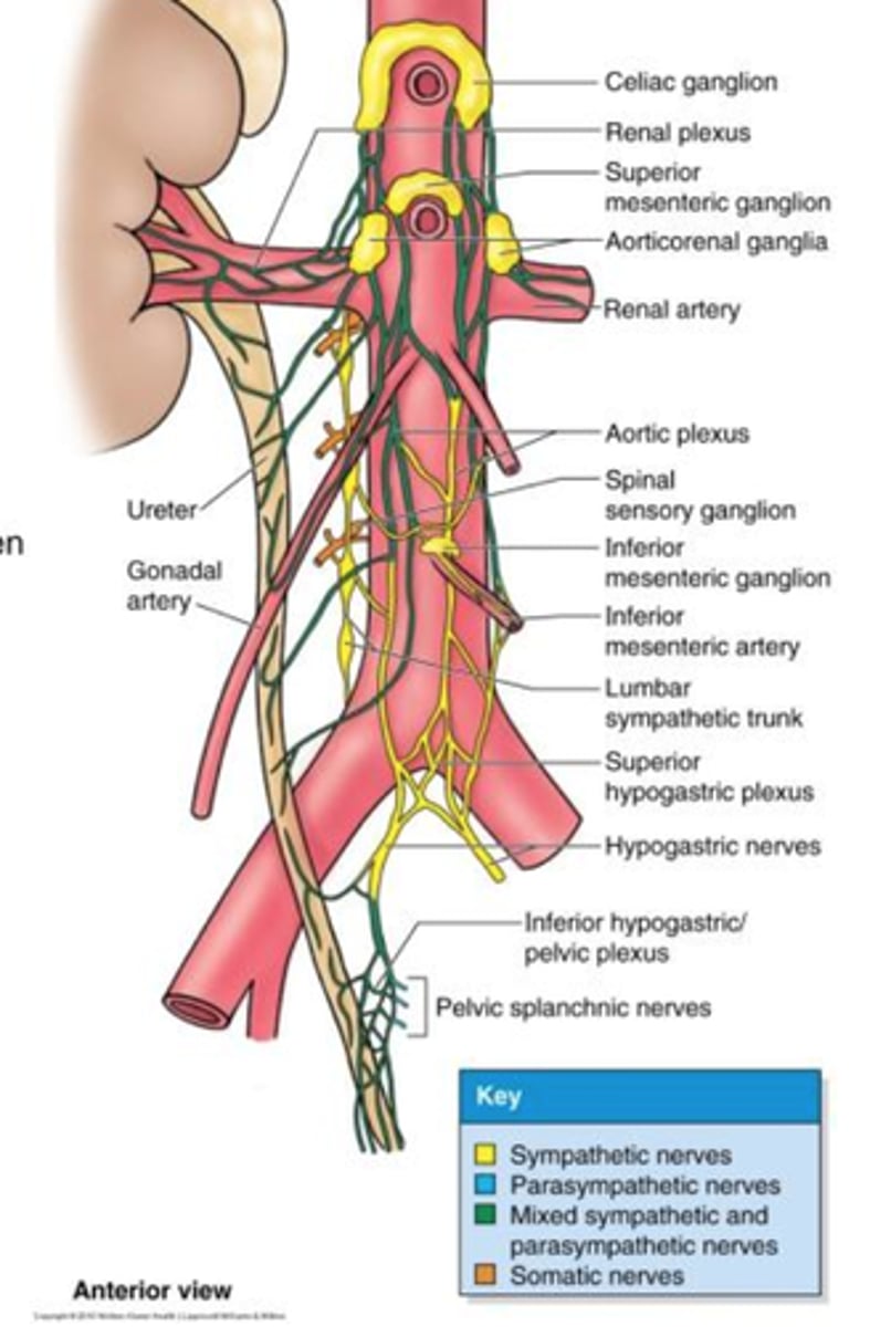 <p>what is the superior hypogastric plexus sympathetically innervated by?</p>
