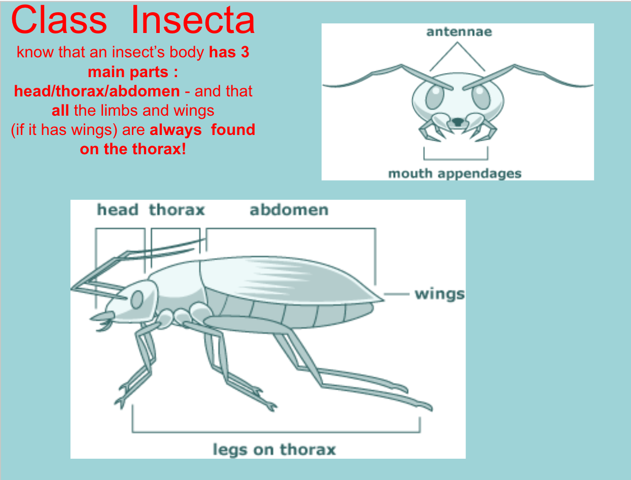 <p><span style="background-color: transparent;">know that an insect’s body <strong>has 3 main parts :<br>head/thorax/abdomen </strong>- and that <strong>all </strong>the limbs and wings <br>(if it has wings) are <strong>always&nbsp; found on the thorax!&nbsp;</strong></span></p>