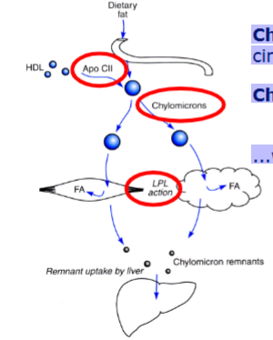 <p>What is the exogenous pathway of fat metabolism?</p>
