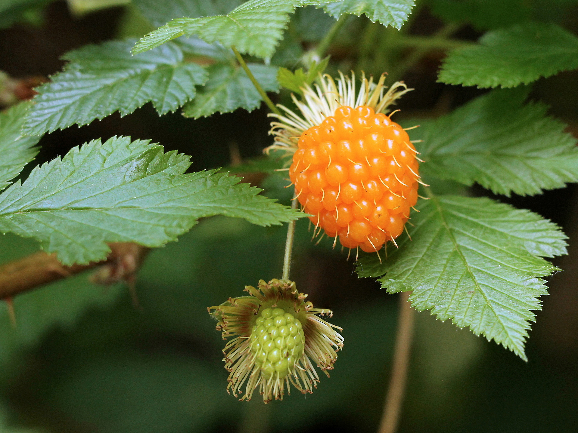 <p>Rubus spectabilis</p>