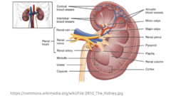<p>pelvis</p>