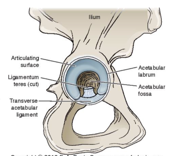 <ul><li><p><span>Superior portion articulates with the femoral head</span></p></li><li><p><span>Lunate surface (horseshoe shaped)</span></p></li><li><p><span><strong>Transverse acetabular ligament</strong></span></p><ul><li><p>supports blood vessels </p></li></ul></li><li><p><span><strong>Acetabular fossa</strong></span></p><ul><li><p><span>Non-articulating w/ femur  → empty space = vacuum seal for hip stability</span></p></li></ul></li></ul><p></p>