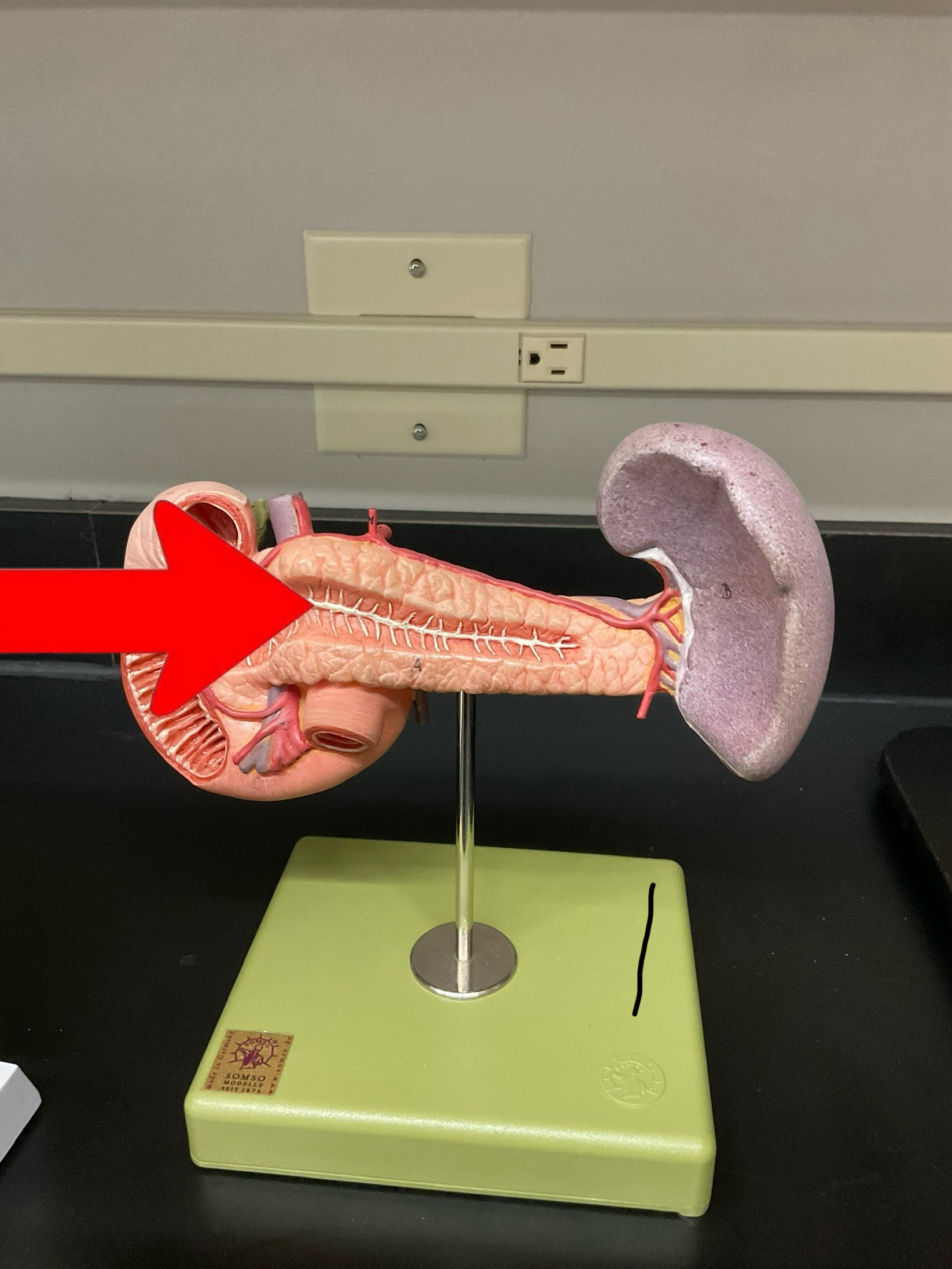 term image