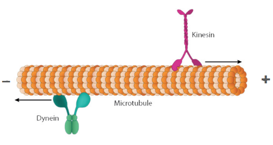 <p>Compare the plus vs. minus end of a microtubule, and identify the direction that dynein and kinesin (microtubule motor proteins) travel in.</p>