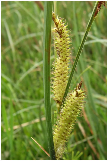 <p>Leaves glaucous above, long cylinder erect infloresence</p>