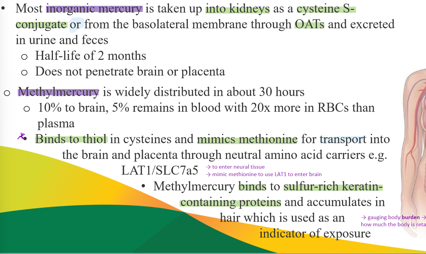 <ul><li><p>into kidneys as <strong>cysteine S-conjugate</strong> or from the basolateral membrane through <strong>OATs</strong> &amp; excreted in urine &amp; feces</p></li><li><p>bind to <strong>thiol</strong> in cysteines &amp; <strong>mimics methionine</strong> for transport into the brain &amp; placenta via neutral aa carriers (e.g. <strong>LAT1</strong>)</p></li><li><p>binds to <strong>sulfur-rich keratin-containing proteins</strong> &amp; accumulates in hair → indicator of exposure</p></li></ul><p></p>