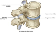 <p>Espace permettant aux nerfs spinaux et aux vaisseaux sanguins d'entrer ou de sortir du canal vertébral</p>