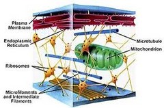 <p>a network of proteins that is constantly changing to meet the need of a cell</p>