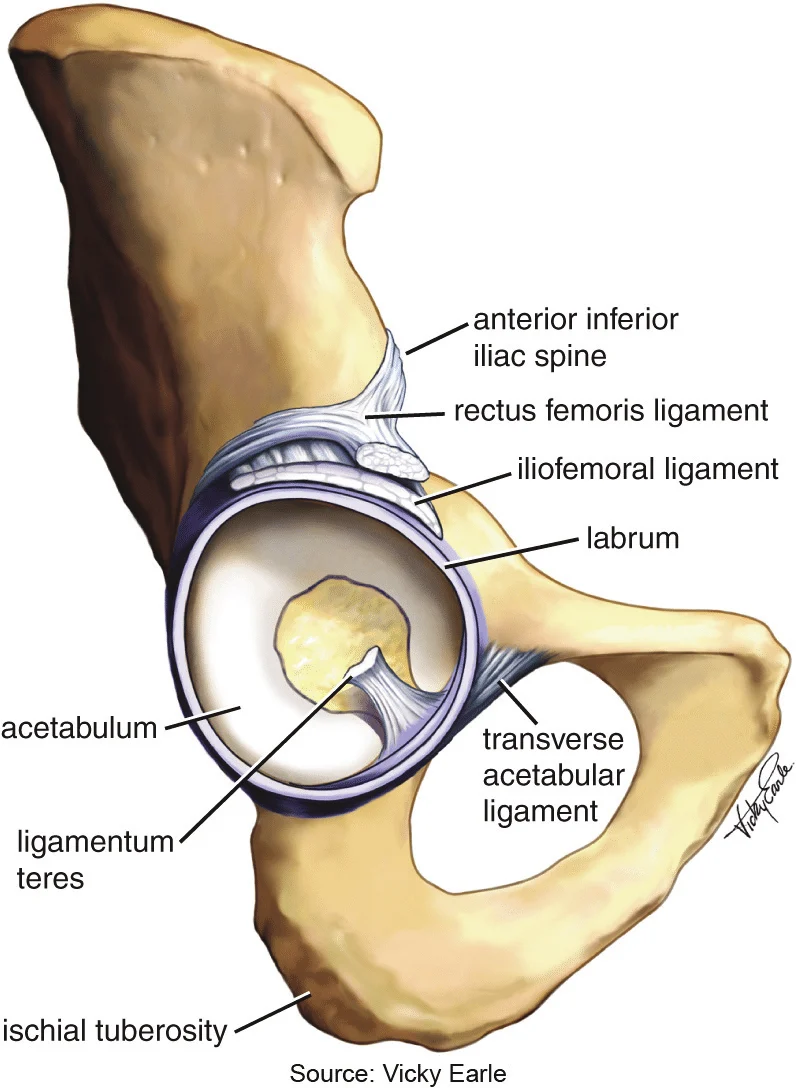 <p>Inferior acetabular landmark used intra-operatively to set cup anteversion and inclination.</p>