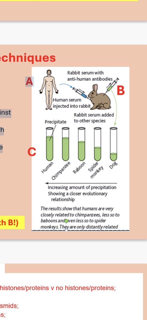 <p><strong>2.Immunological Techniques</strong></p><p><strong>Using specific antibodies to compare species</strong></p><p>1) Serum taken from species A (human) and …1? into species B (rabbit)</p><p>2) Species B (rabbit) then produces specific …2? against human antigens(A stands for human)</p><p>3) This mix of serum and antibodies from B is then …3? with species C (human, chimp, baboon..)</p><p>4)The specific antibodies will bind to specific …4? in the serum of species C.</p><p>5) Antibody binding specifically with antigens will form a …5?</p><p>6. The greater the number of similar antigens the antibody binds to in C the more …6? is formed showing how closely related a species can be.</p><p>Note: We are comparing species A and C (NOT B!) (B is only there to produce antibodies) (serum C contains 1000s of proteins but we only care about the ones that look like human proteins(antigens))</p>